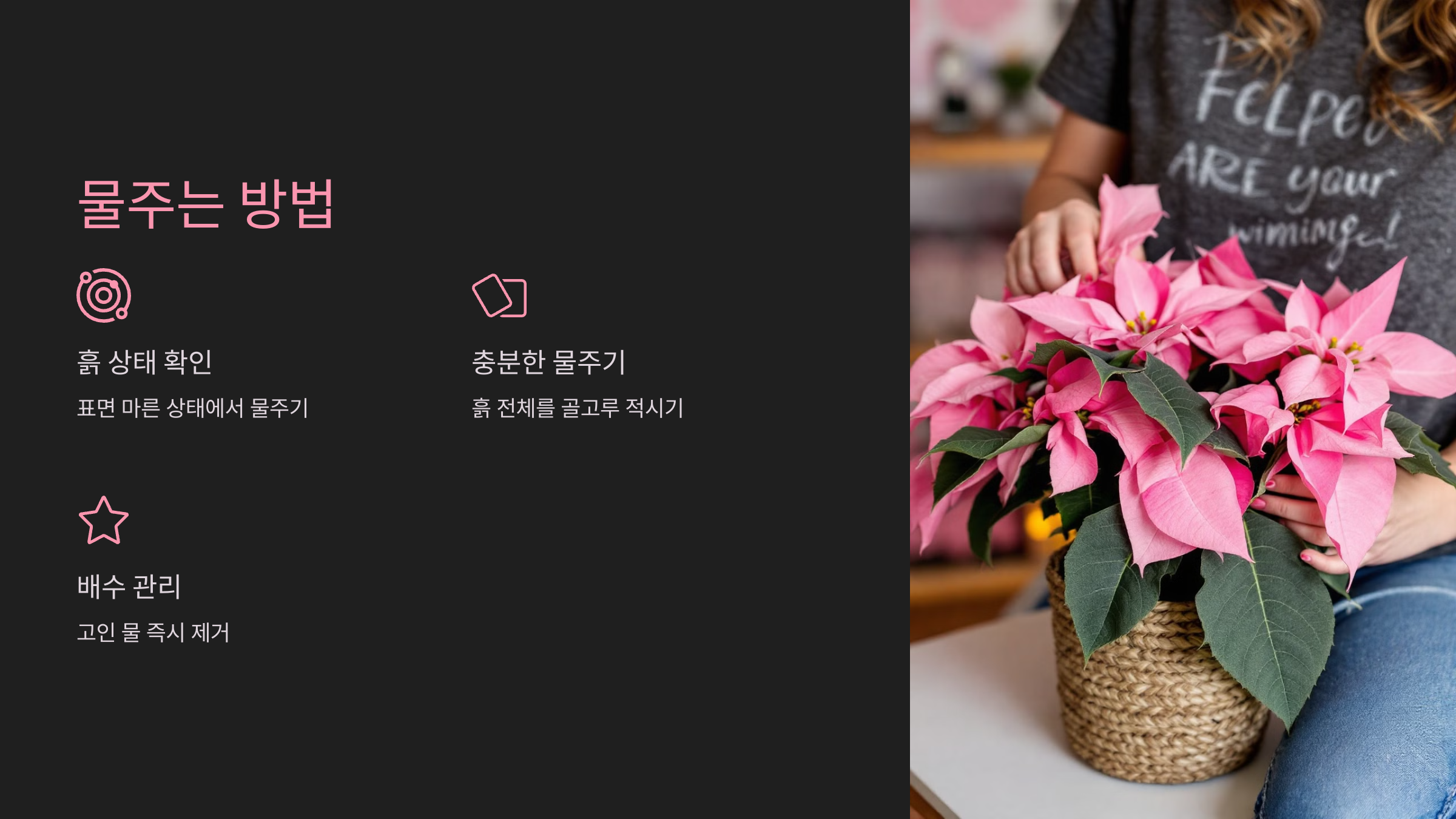 포인세티아 물주는 방법