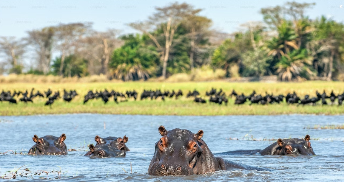 아프리카 남미 황열병 예방접종