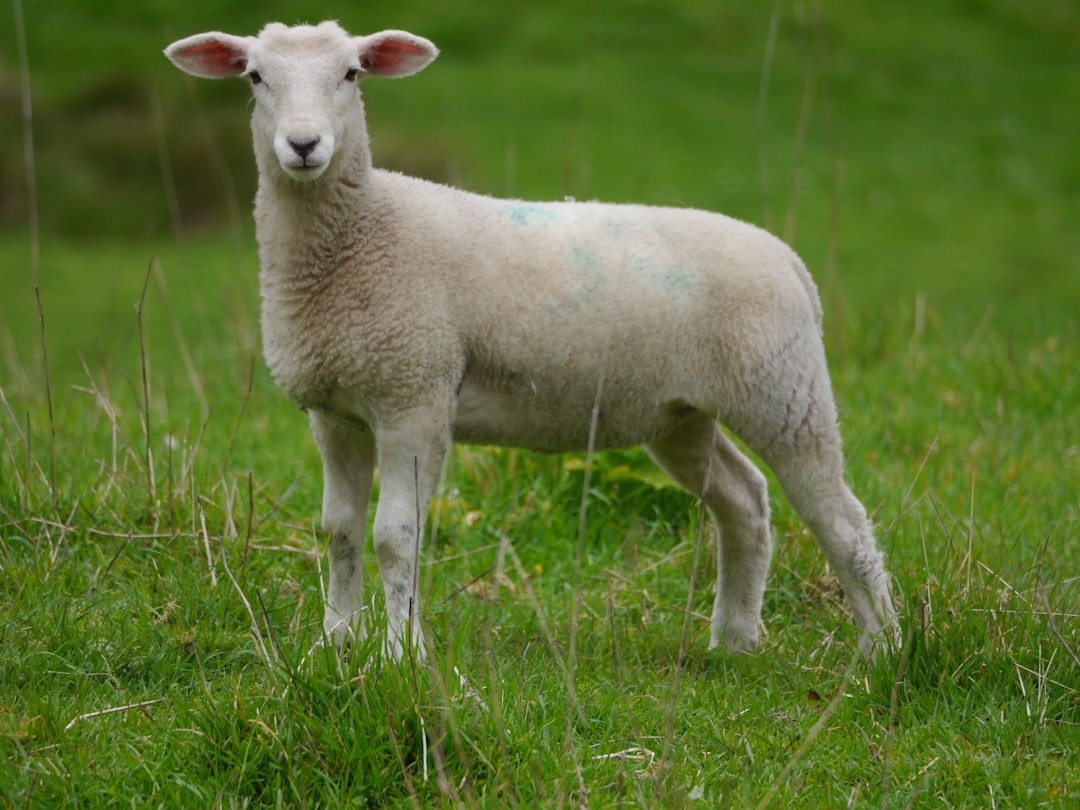 Livestock