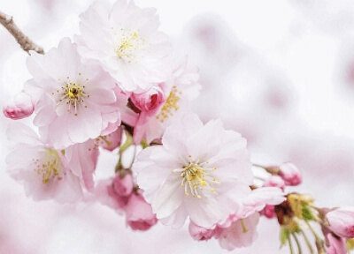 진해군항제 무료 셔틀버스 노선도, 기차 예매 꿀팁