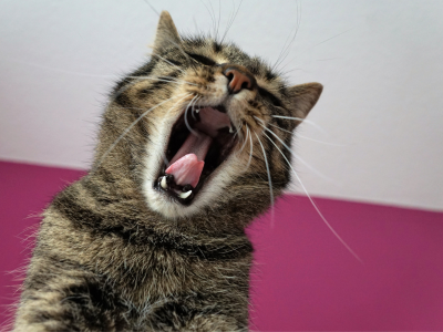 BDSM 테스트 성향 테스트 심층 심리테스트 아직도 안해보셨나요?