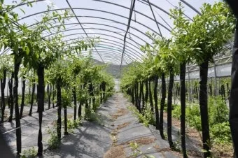 구기자 재배 삽목 번식 가지치기 건조 보관_7