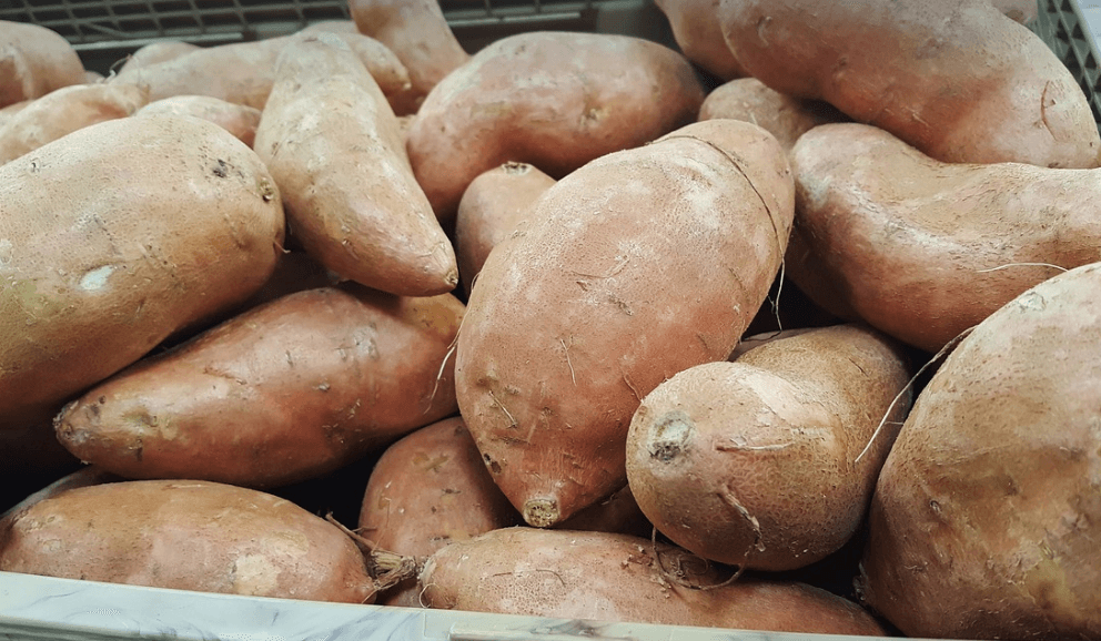 고구마 사진 - 27