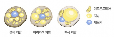 실내 온도 변화에 따른 갈색 지방 활성화