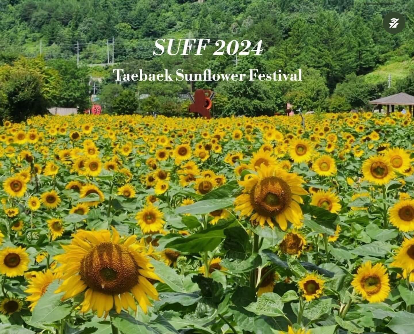 태백 해바라기축제
