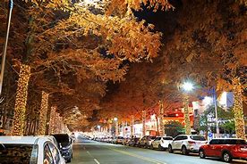 경남 창원 가로수길