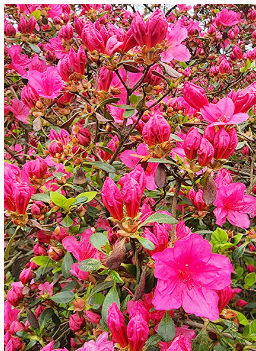 서부해당화축제