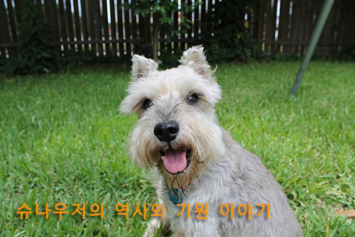 슈나우저의 역사와 기원 이야기