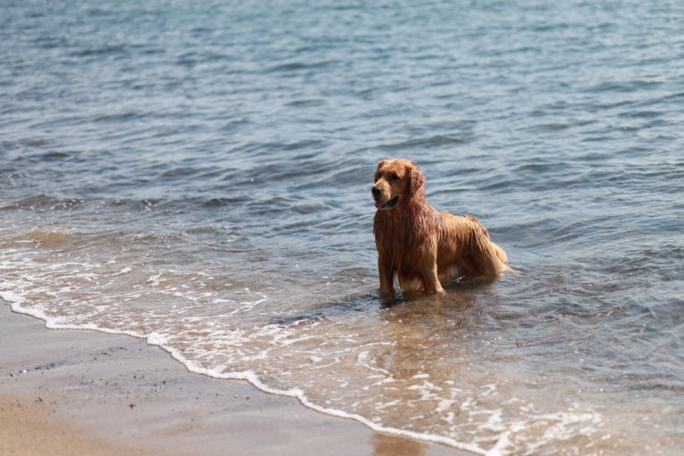 [여름휴가] 반려견과 함께 떠나는 해수욕장 추천 BEST 6