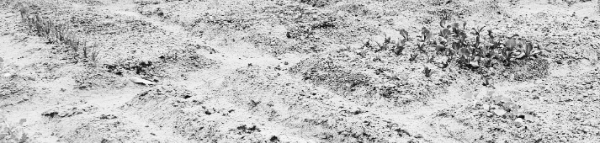 대파 모종 심는 시기, 대파 모종 심는 방법: 진딧물 제거 방법