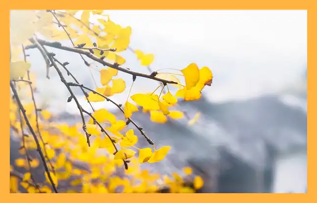 문광저수지 은행나무길