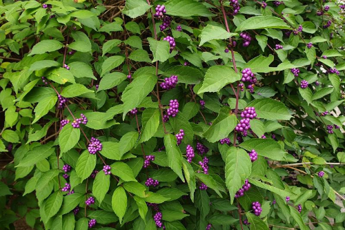 [정원수목]소형 정원에 딱 맞는 포인트 수목 추천 리스트