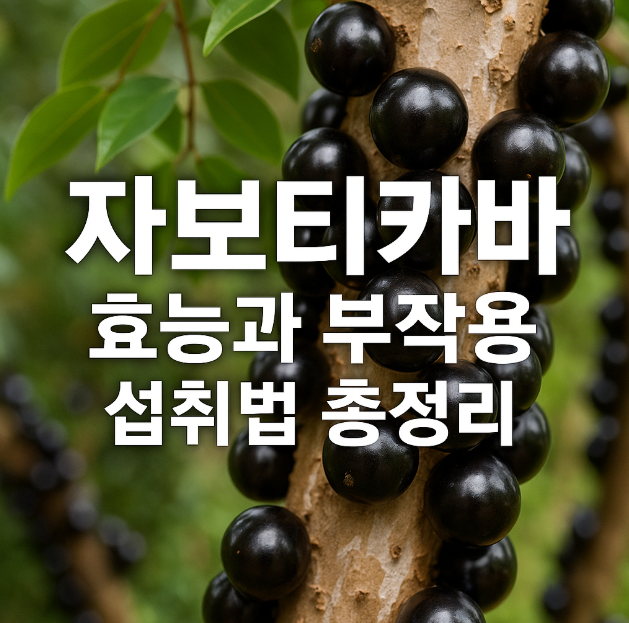 자보티카바 효능과 부작용, 섭취법 총정리