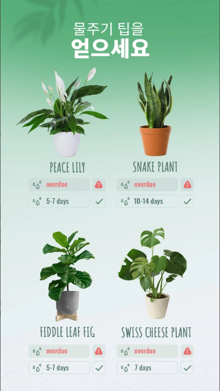 식물이름 찾기 어플, 앱 설치하고 사용하기