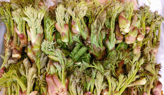 대용량 생 두릅