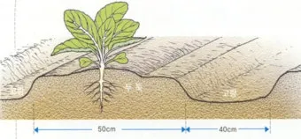 김장 배추 재배 파종 모종 웃거름 결구 수확 타이밍_18