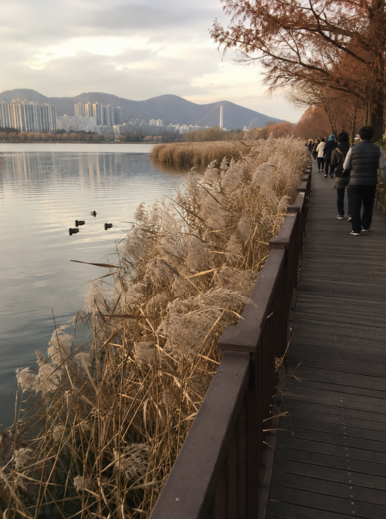 경기 구리 장자호수공원 호수 산책로와 갈대 풍경