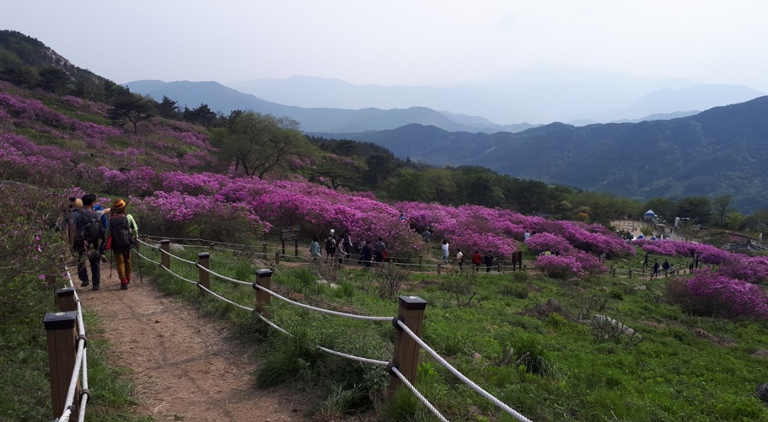 황매산 철쭉