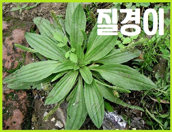 질경이