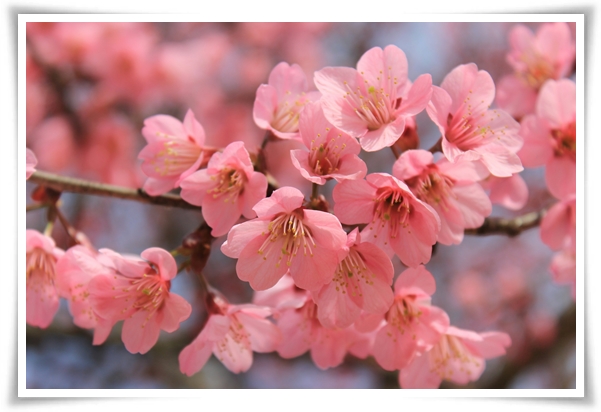 "벚꽃" 희망과 새로운 시작의 상징 봄의 전령사!