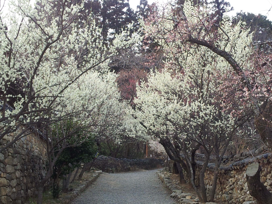 2월에 피는 꽃 매화