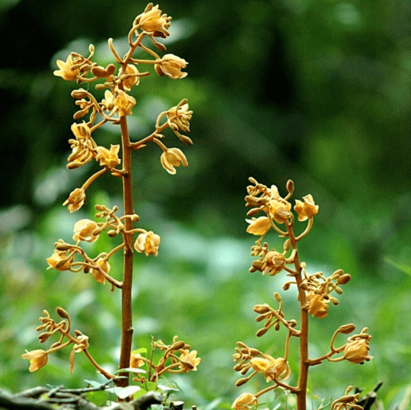 으름난초가 사라지는 이유: 멸종위기 동식물 관점의 채집·교란·서식지 변화
