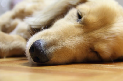 누워서 아파하는 강아지