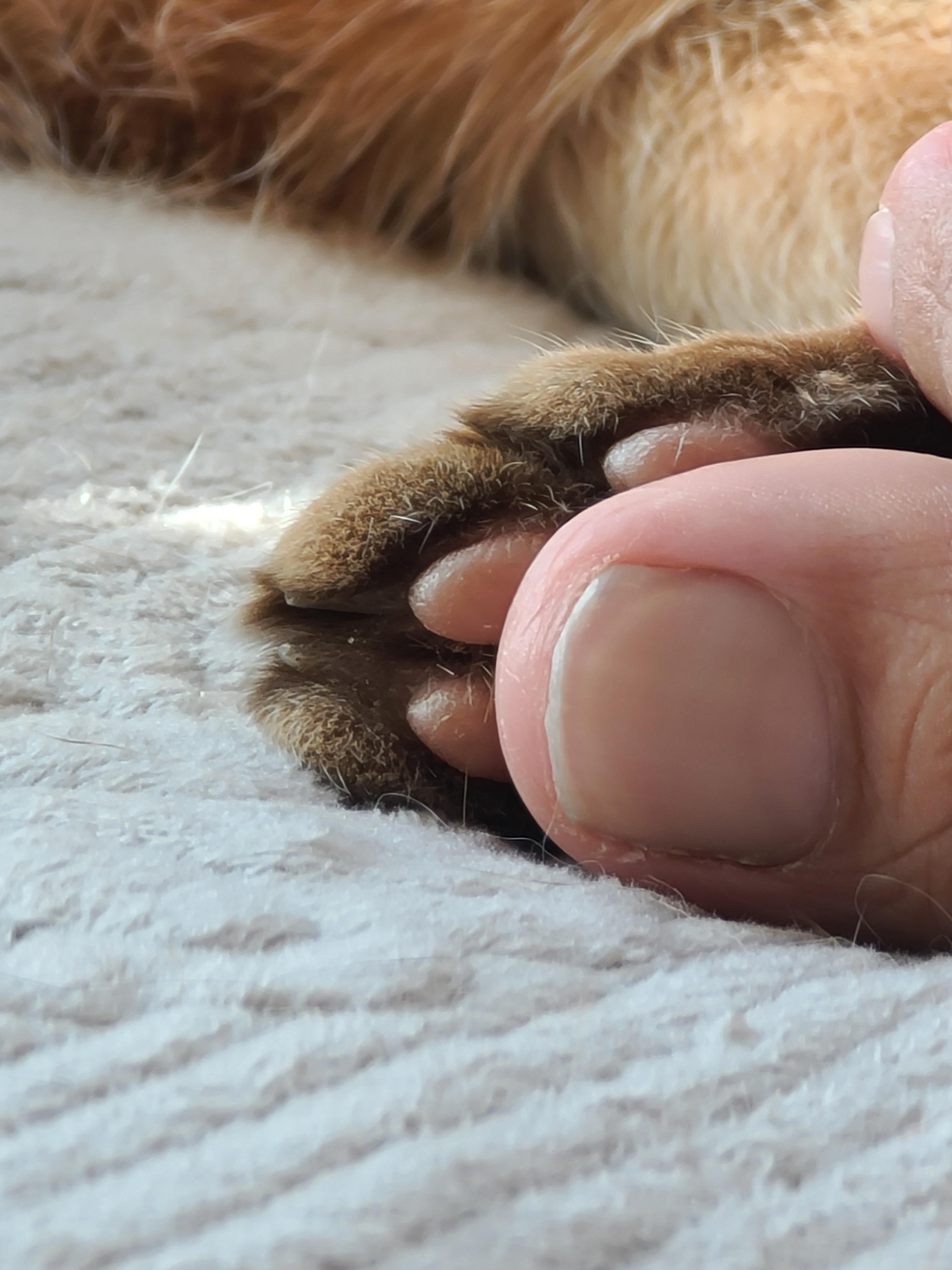 새해첫날고양이젤리