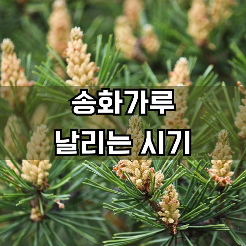 송화가루 날리는 시기와 시간