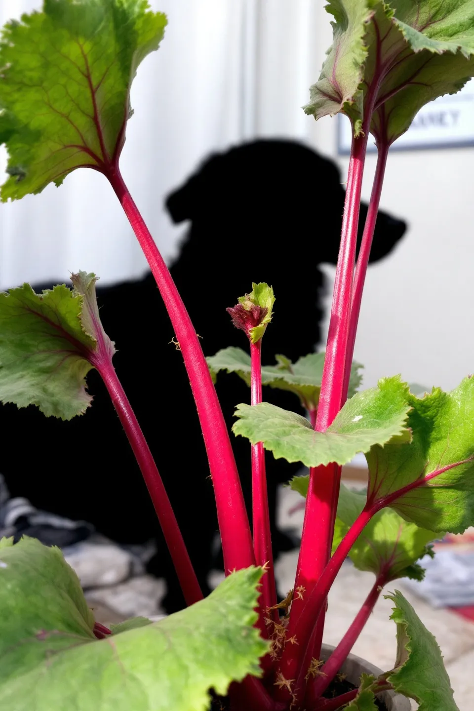 루바브란 무엇인가?