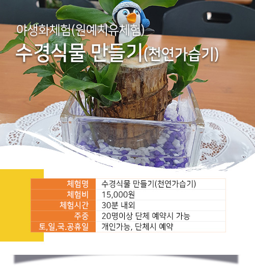 수경식물 만들기 (천연가습기)