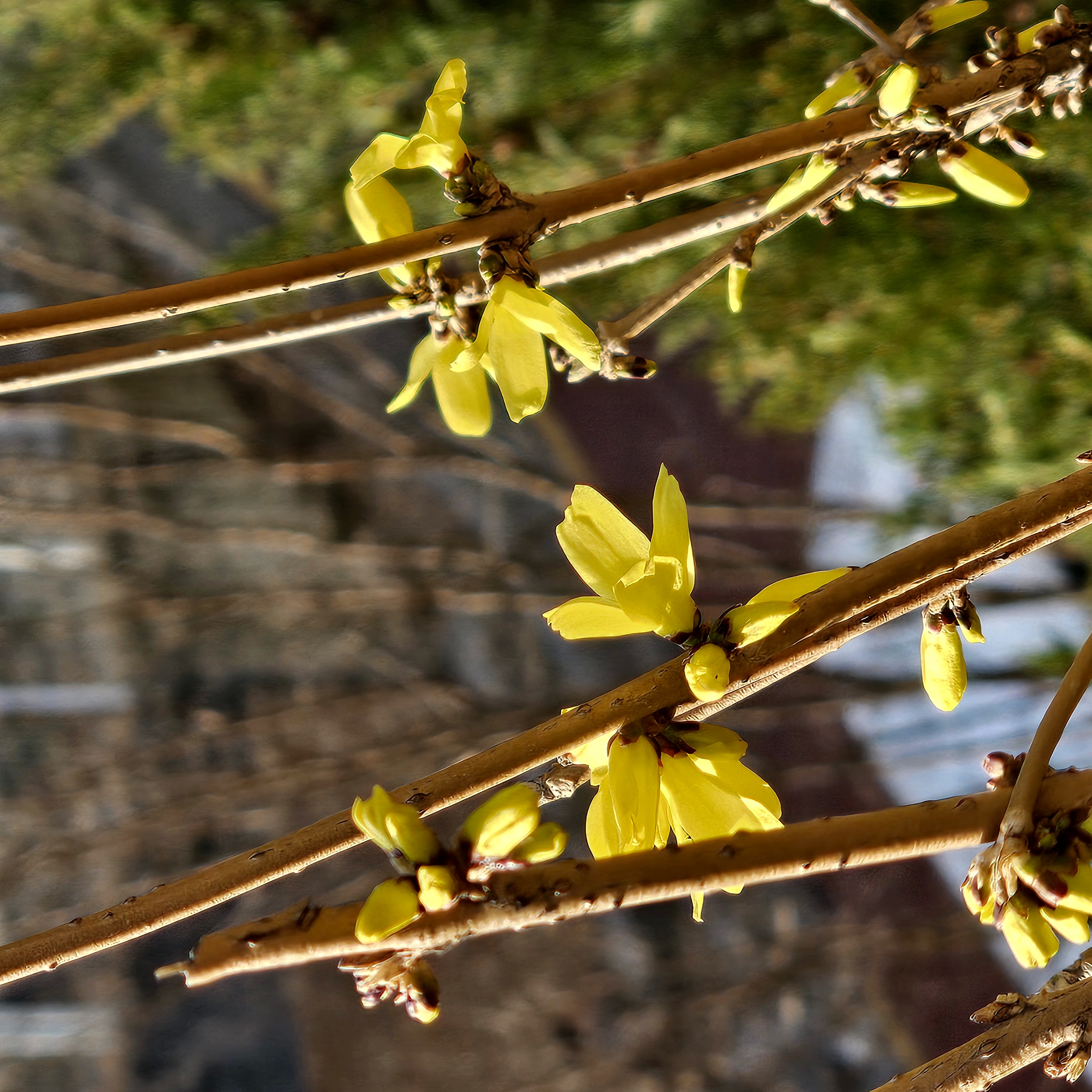 발걸음을 가볍게 해주는 개나리꽃