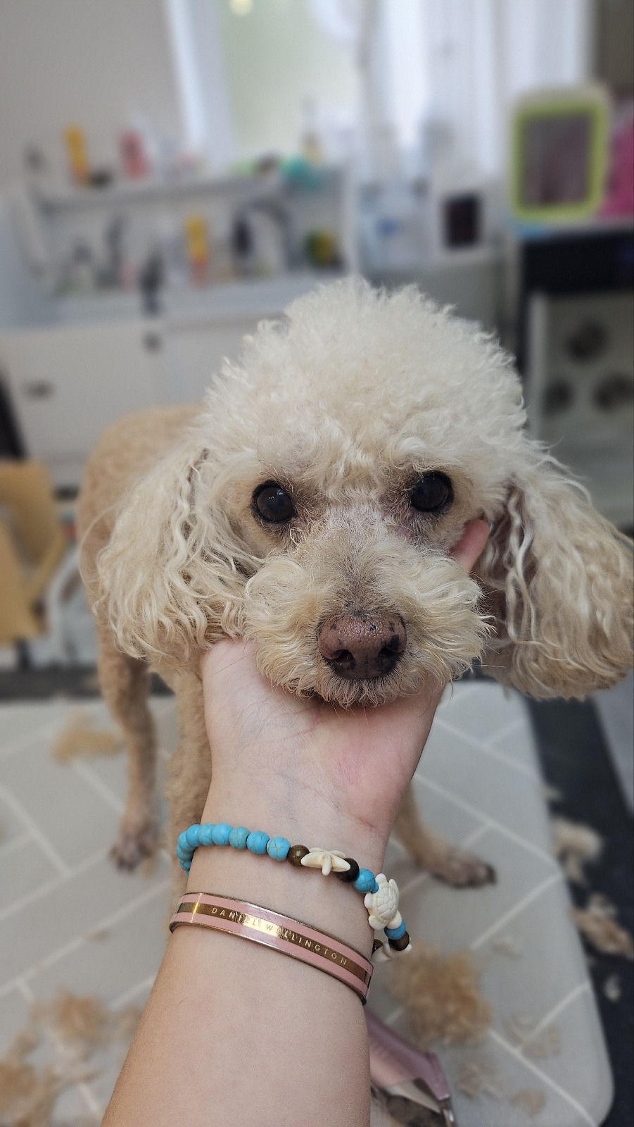 경기 광주 양벌동 애견미용, 강아지 미용, 덕자네 미용실