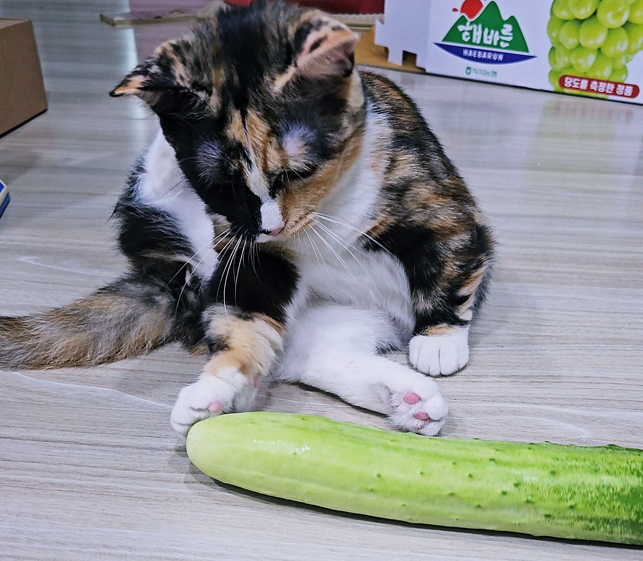 고양이오이호기심