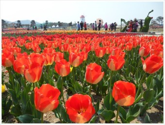 신안 임자도 큘립축제