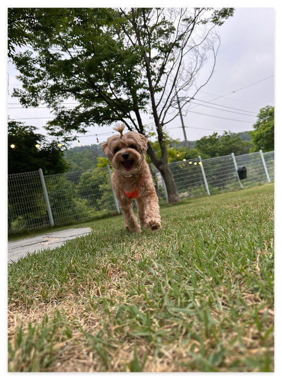 강아지-심장사상충약-넥스가드-스펙트라-하트세이버-비교