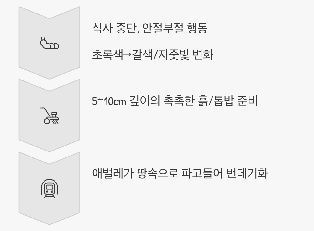 땅속으로의 대모험, 번데기 되기