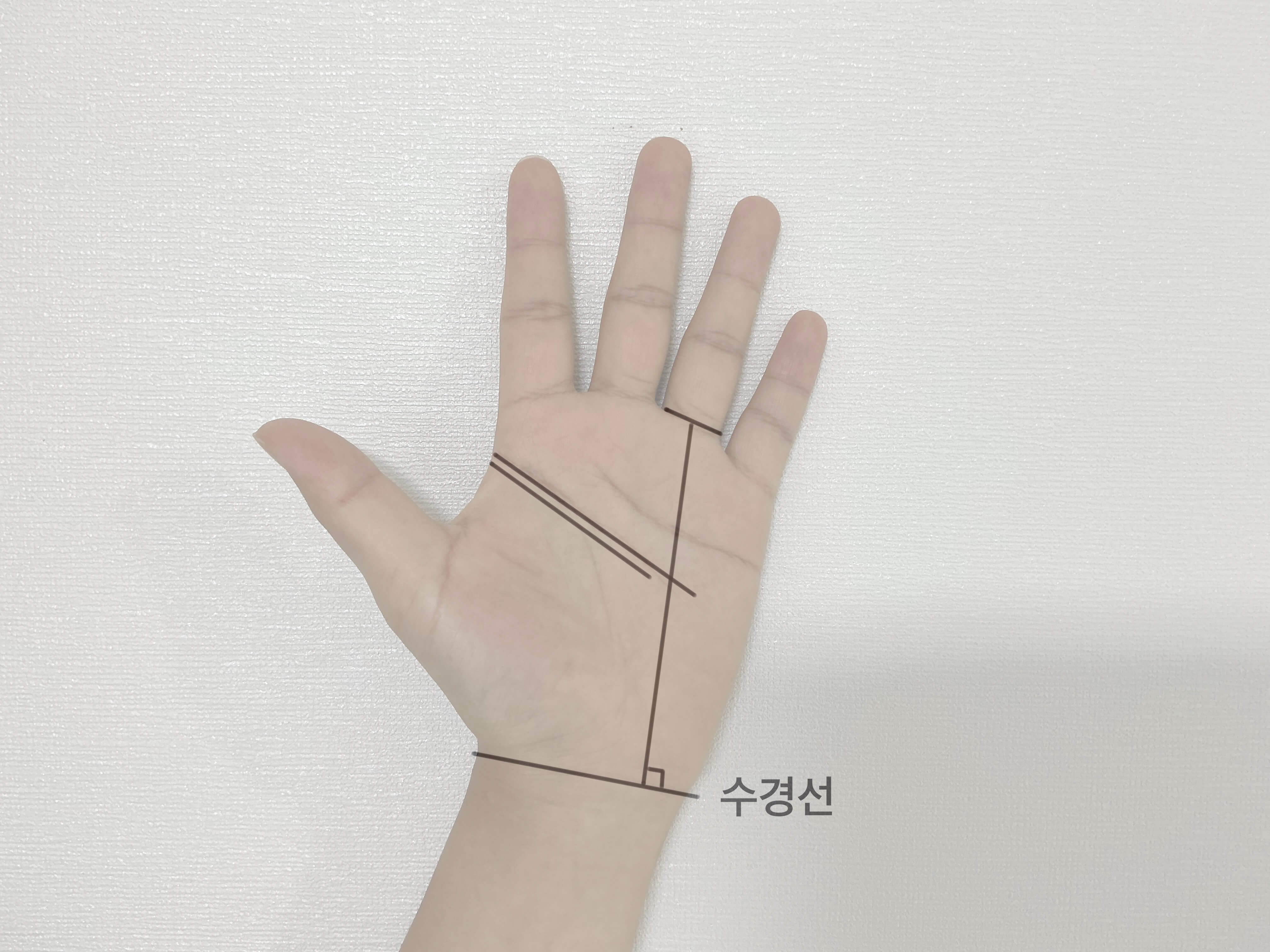 두뇌선 길이
