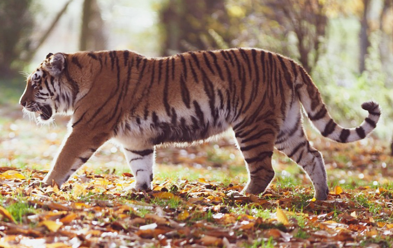 2023년 호랑이띠운세