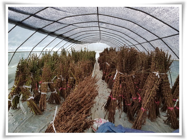 "8월, 참깨 수확해야 해요!" 순지르기/베는시기/수확하기/보관하기