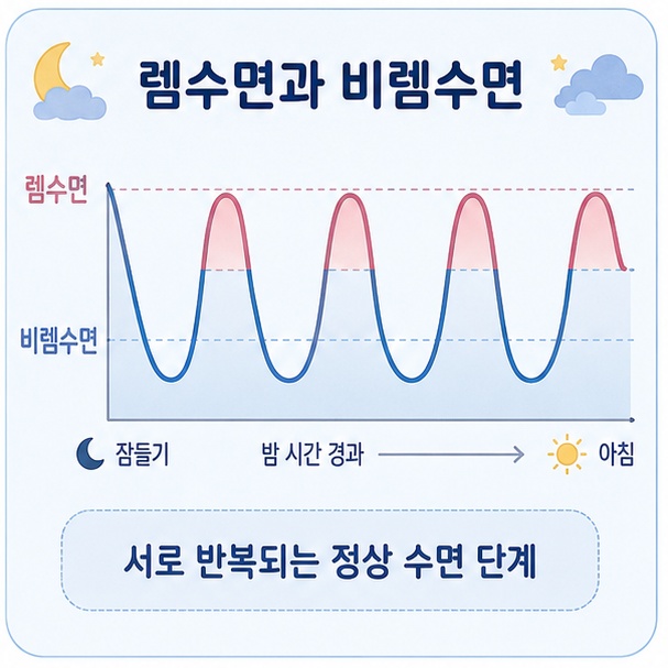 비렘수면과 렘수면이 밤 동안 반복되며 정상적인 수면 구조를 만든다는 흐름을 수면 곡선으로 표현한 그림