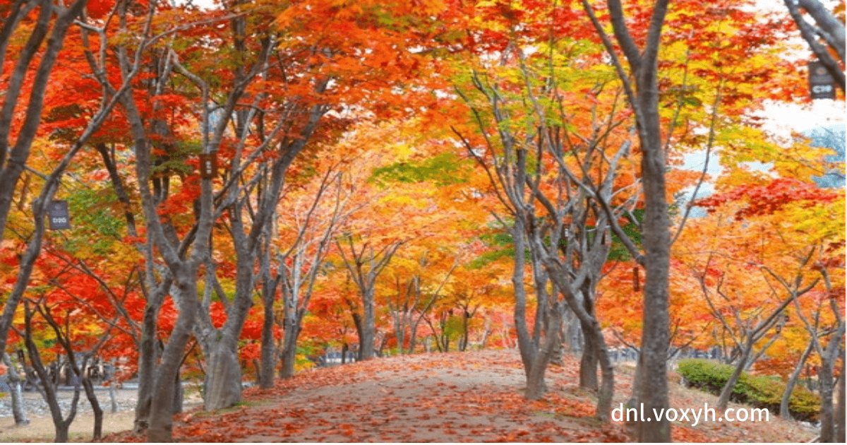 남이섬의 가을 단풍