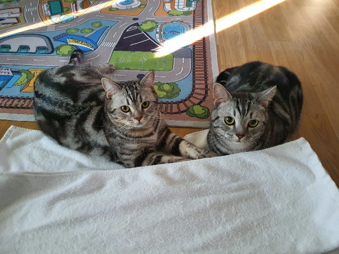 고양이 털 빠짐이 심해지는 계절적 요인과 관리법