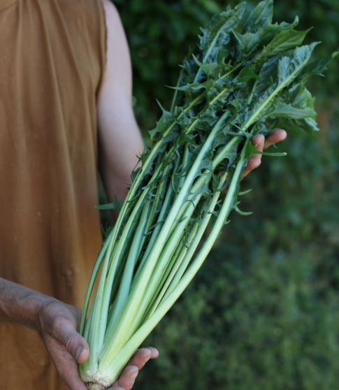 치커리 효능 부작용 먹는법 한눈에 정리