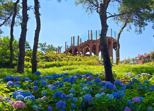 대구 이현공원 샤스타데이지