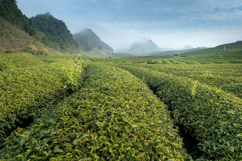🌿 "처음 시작하는 건강한 차 생활! 쉽고 맛있게 즐기는 방법"