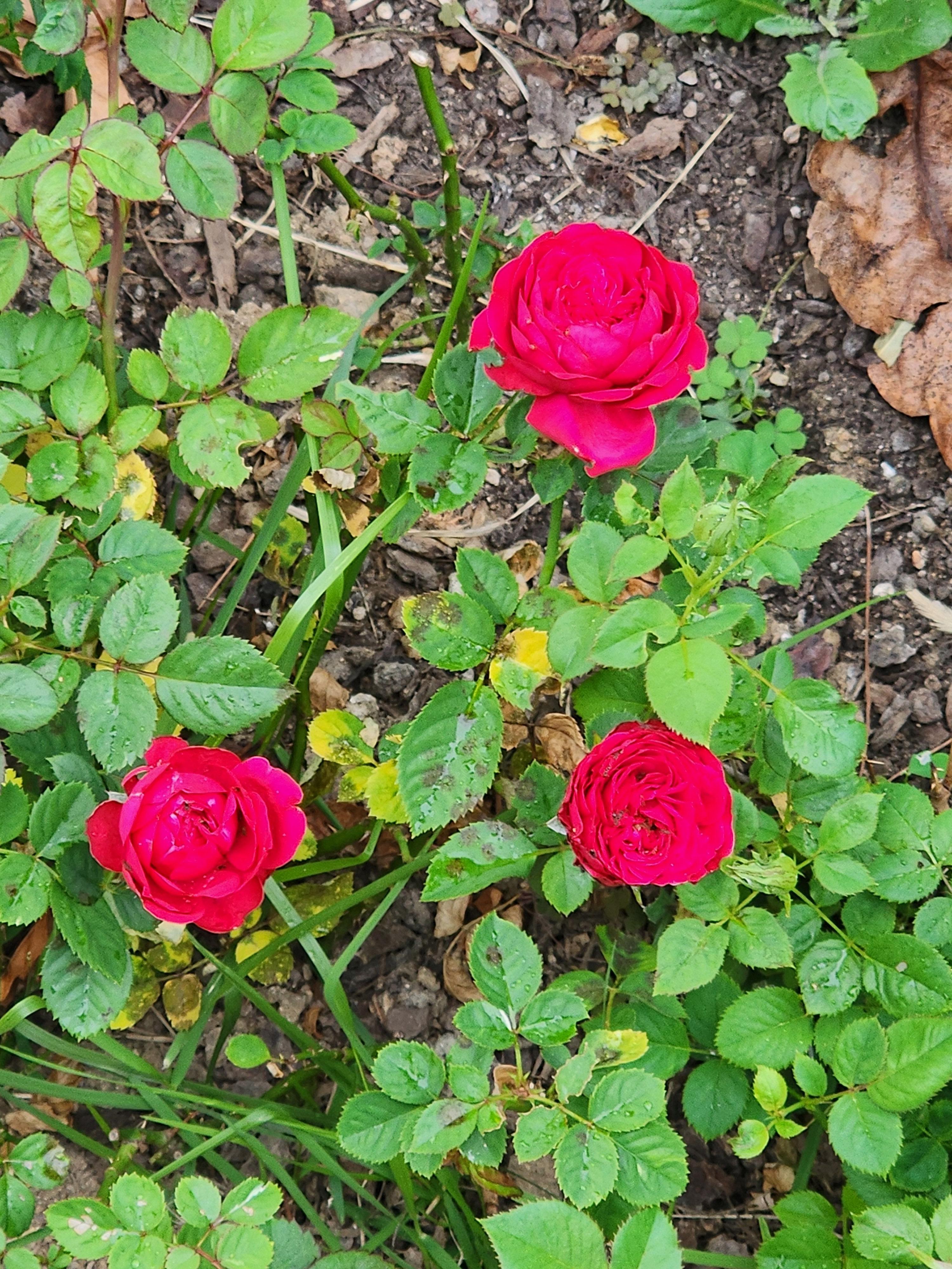 Alt 속성 문제 해결 설명 이미지