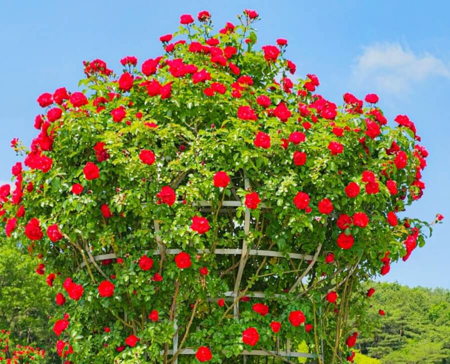 2025년 울산대공원 장미축제: 300만 송이의 장미 향연