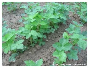 참나물 재배 반그늘 키우기 물 관리 잎 수확_33