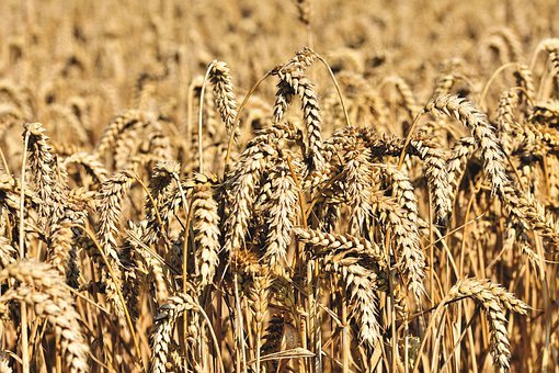 카무트 효능 - 카무트 영양소 및 효능(KAMUT KHORASAN WHEAT) 카무트 효능 - 카무트 영양소 및 효능(KAMUT KHORASAN WHEAT)